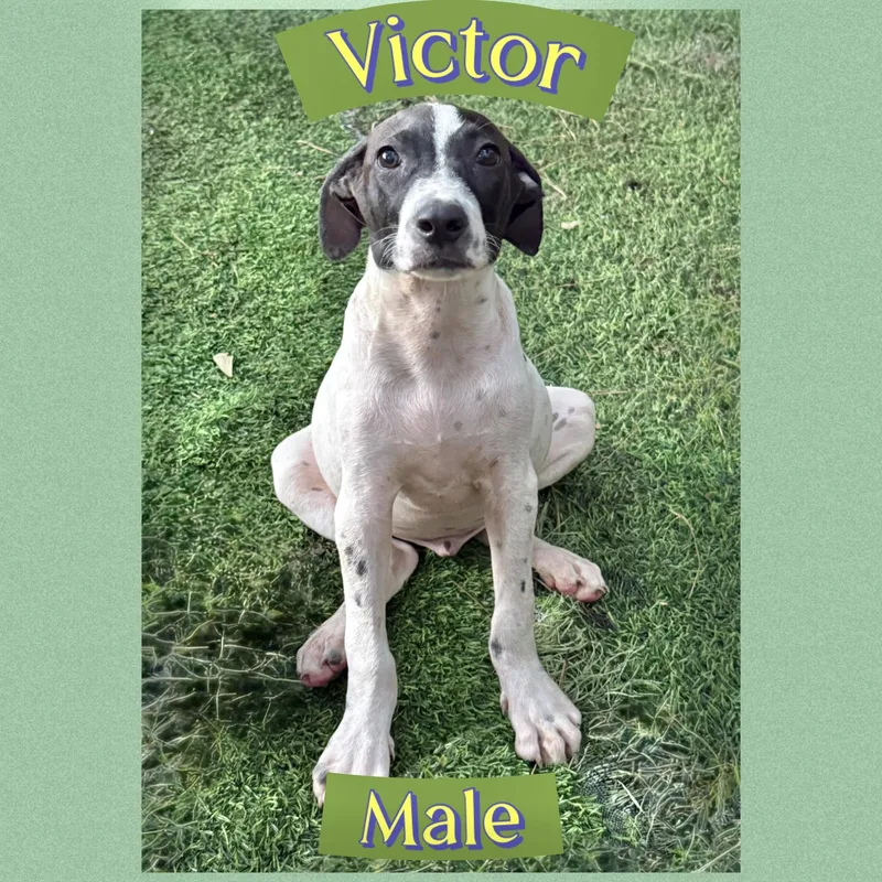 A baby large-sized male Hound dog named Victor for adoption in Manchester, CT