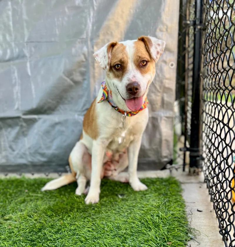 An adult medium-sized female Mixed Breed dog named Mandy for adoption in Ellijay, GA