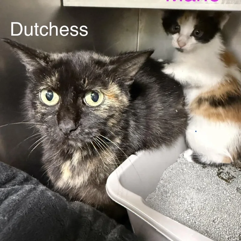 Duchess thumbnail 2