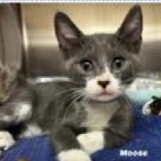 A baby small-sized male Domestic Short Hair cat named Moose for adoption in Cumming, GA
