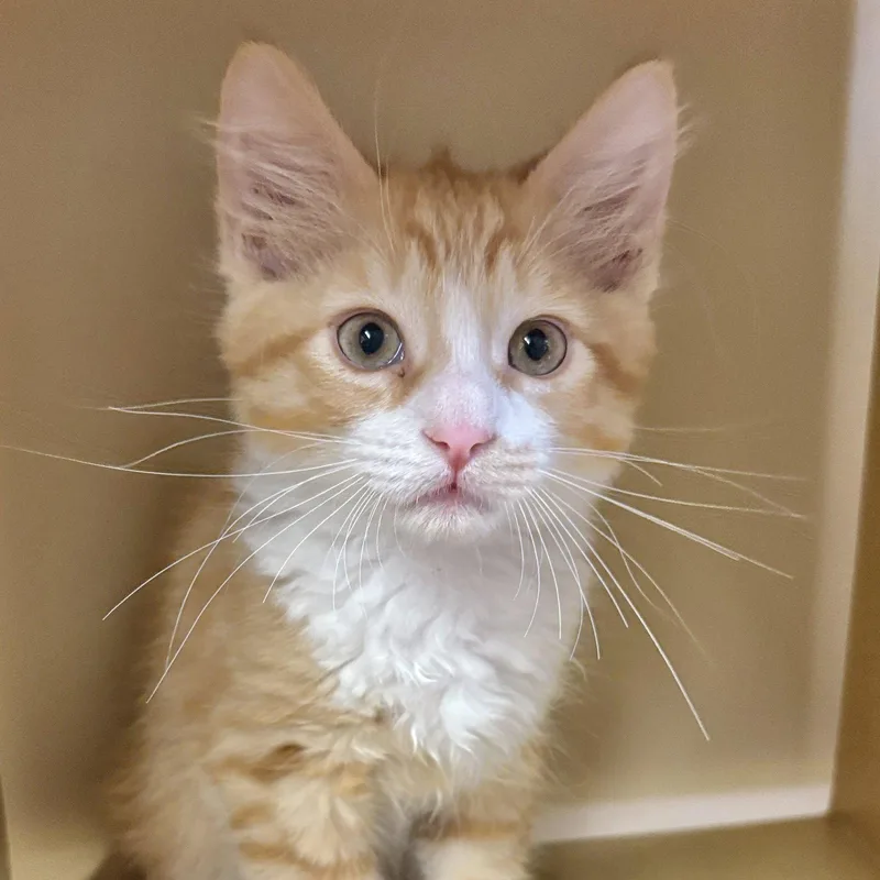 A baby medium-sized male Orange & White Domestic Medium Hair cat named Calvin for adoption in Sonora, CA