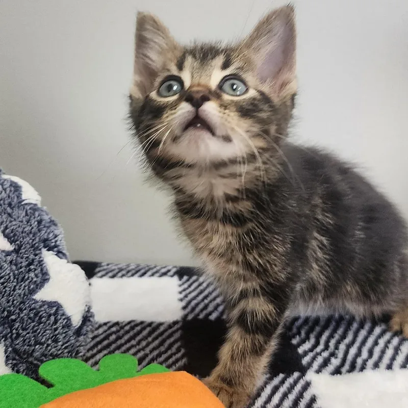 A baby small-sized male Brown / Chocolate Domestic Short Hair cat named Goofy for adoption in Toledo, OH