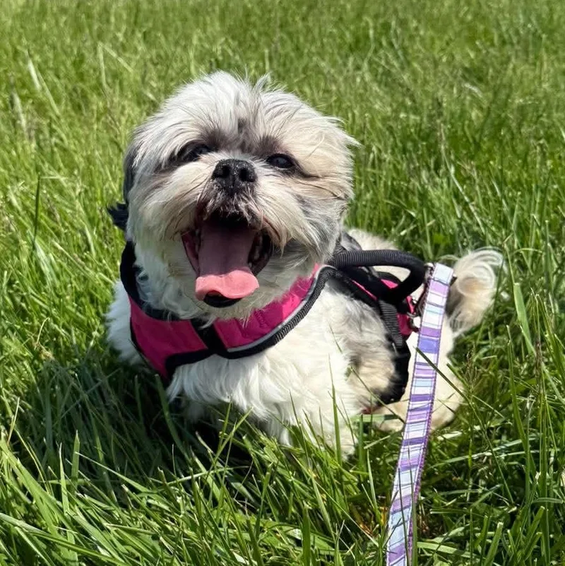 Lily thumbnail 3