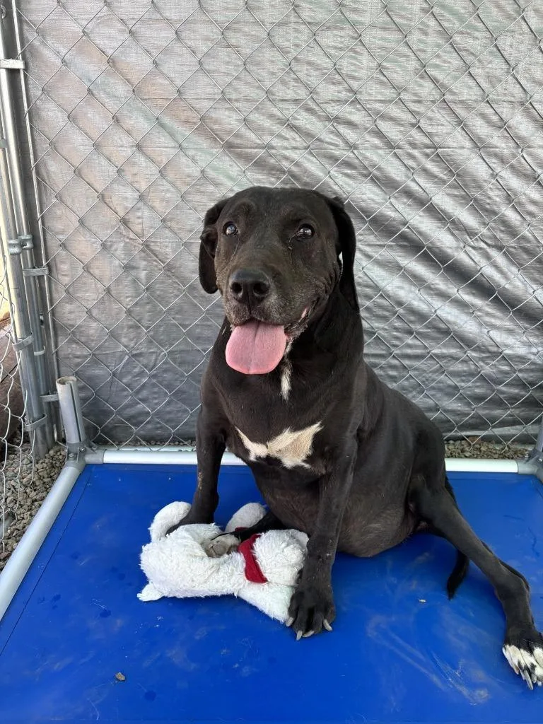 A senior medium-sized male Labrador Retriever dog named Bertram for adoption in Moriarty, NM
