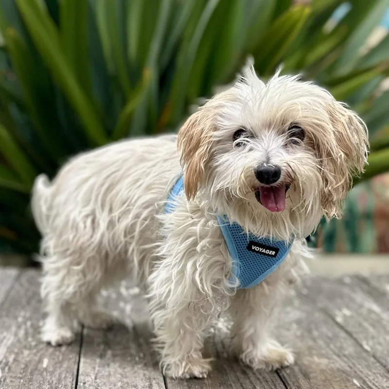 A senior small-sized male White / Cream Maltese dog named Capri Sun for adoption in Pacific Grove, CA