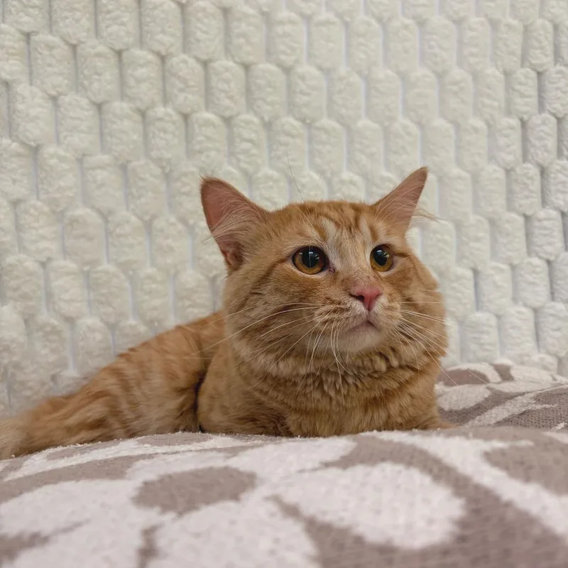 An adult large-sized male Orange / Red Domestic Medium Hair cat named Fiesta for adoption in Deerfield, IL