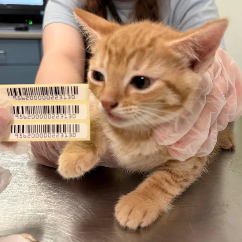 A baby small-sized female Orange / Red Domestic Medium Hair cat named Tesni for adoption in Charleston, WV