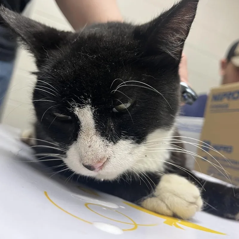 A young medium-sized female Black American Shorthair cat named Livia for adoption in Lufkin, TX