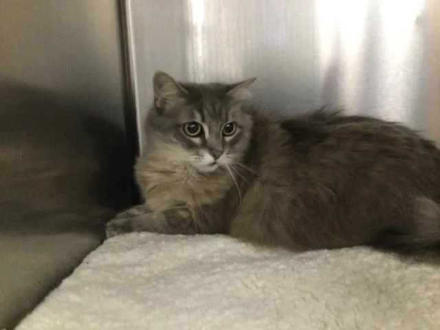 An adult small-sized female Domestic Medium Hair cat named A for adoption in Thousand Palms, CA