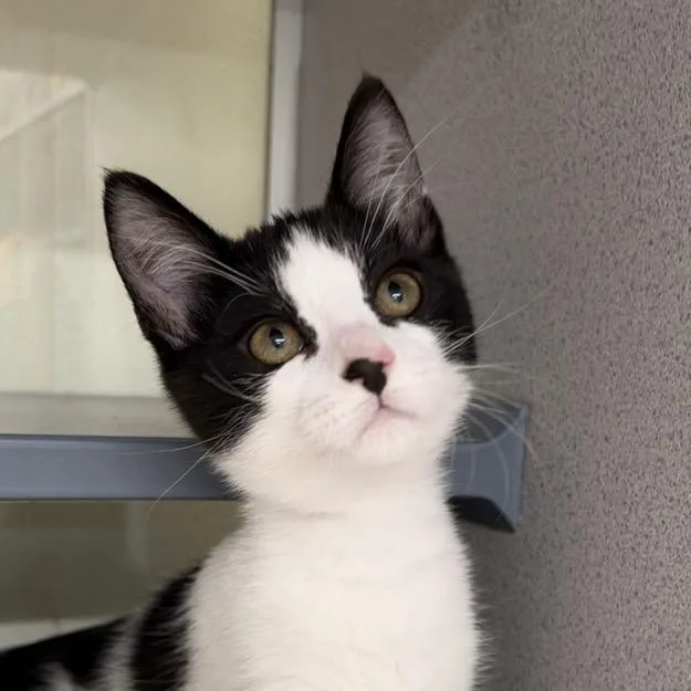 A baby small-sized male Black Domestic Short Hair cat named Turkey for adoption in Colorado Springs, CO