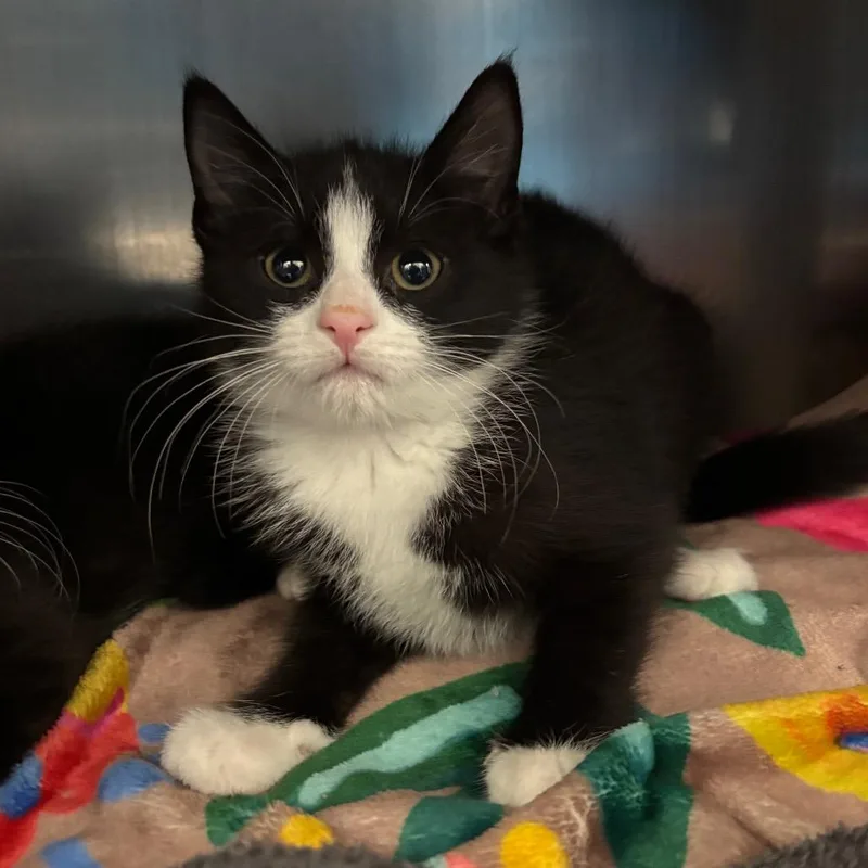 A baby small-sized male Black Domestic Short Hair cat named Oreo for adoption in Springfield, MA