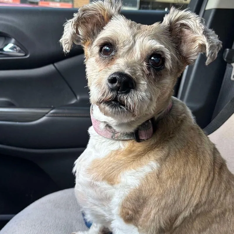 A senior small-sized female Miniature Schnauzer dog named Molly for adoption in Homer Glen, IL