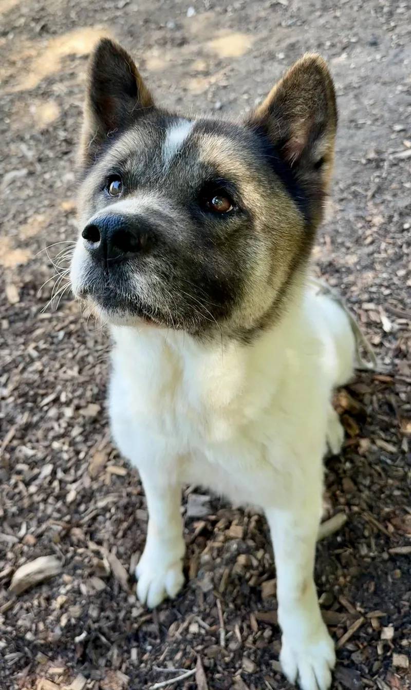 An adult large-sized female Tricolor (Brown, Black, & White) Akita dog named Kiku for adoption in Toms River, NJ