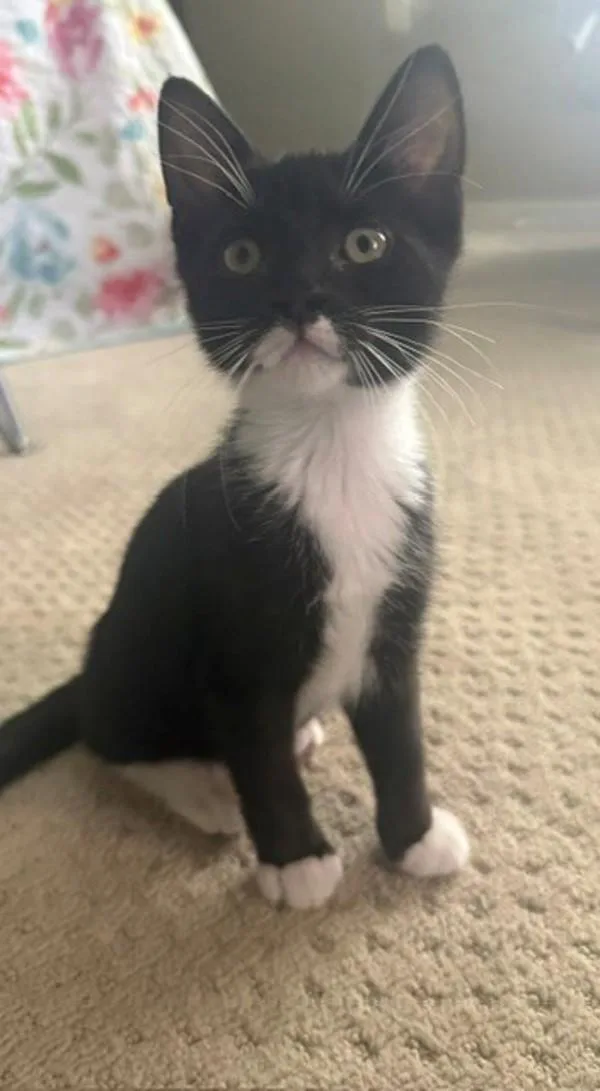 A baby medium-sized female Domestic Short Hair cat named Boots for adoption in Salt Lake City, UT