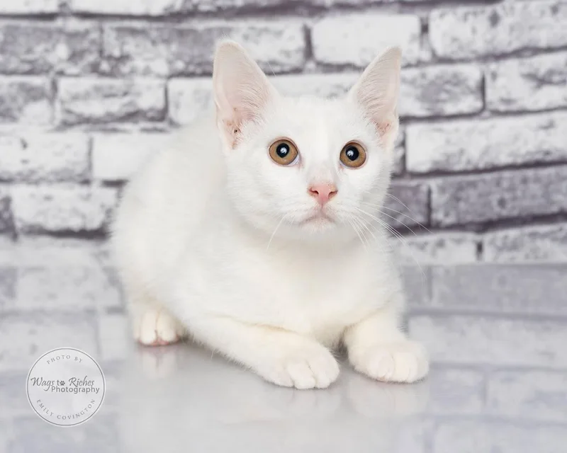 A baby medium-sized female White Domestic Short Hair cat named Ethel for adoption in Tuscaloosa, AL