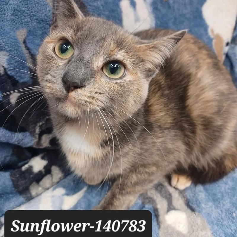 A young small-sized female Domestic Short Hair cat named Sunflower for adoption in New Tazewell, TN