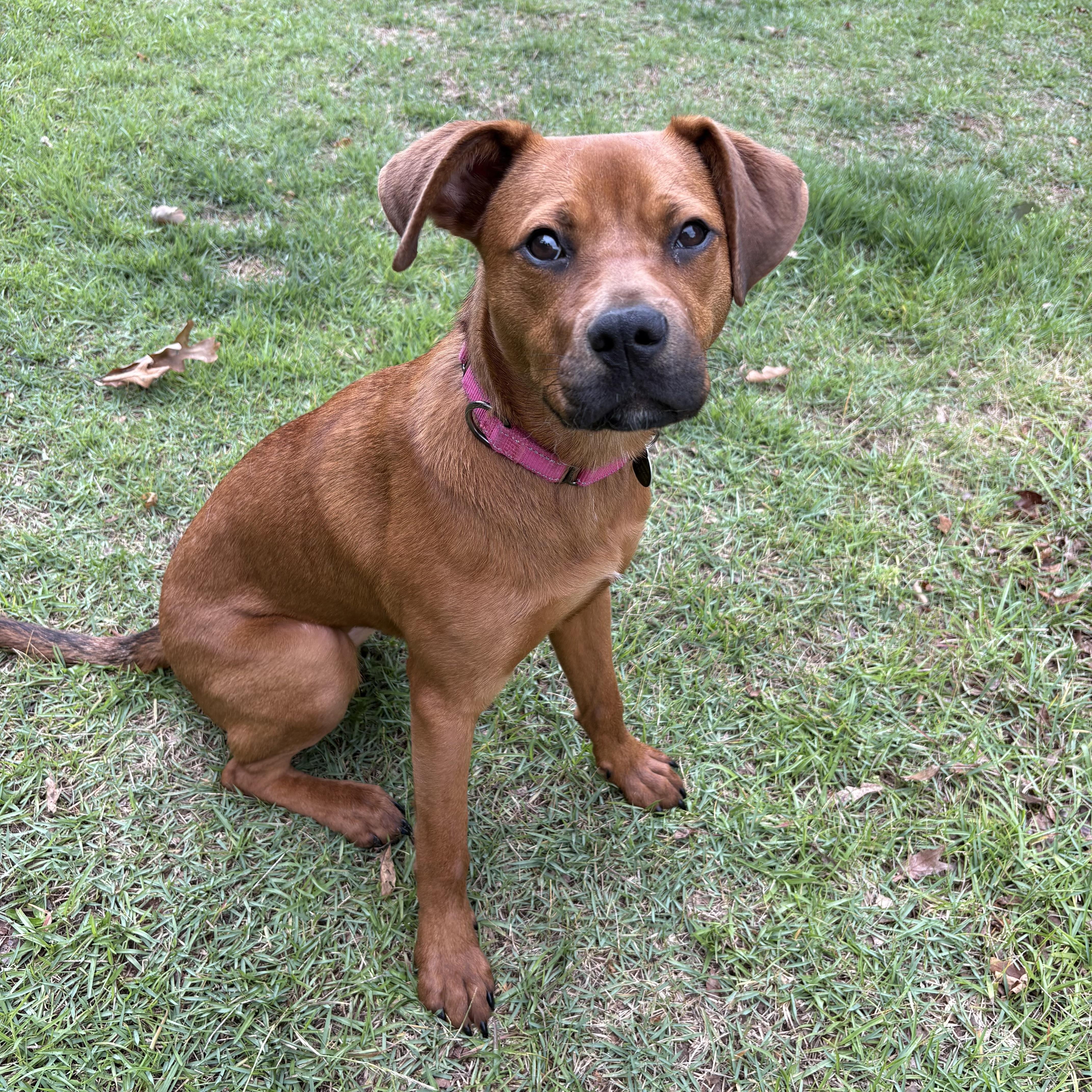 A baby medium-sized female Red / Chestnut / Orange Mixed Breed dog named Brownie for adoption in Jackson, GA