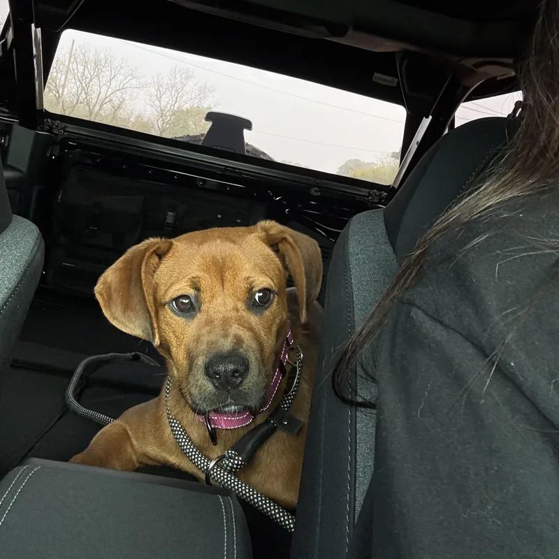 Brownie thumbnail 2