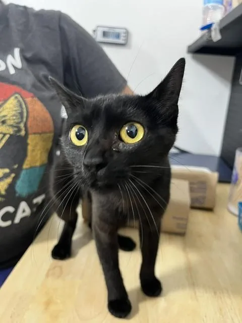 A baby medium-sized female Black Domestic Short Hair cat named Abba for adoption in Anoka, MN