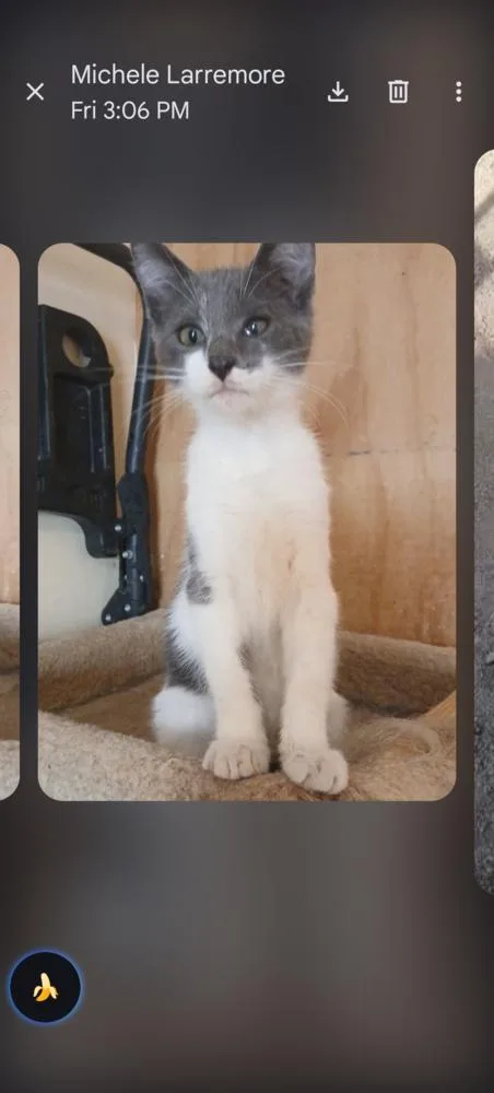 A baby small-sized male Gray & White Domestic Short Hair cat named Iggy for adoption in Thatcher, AZ