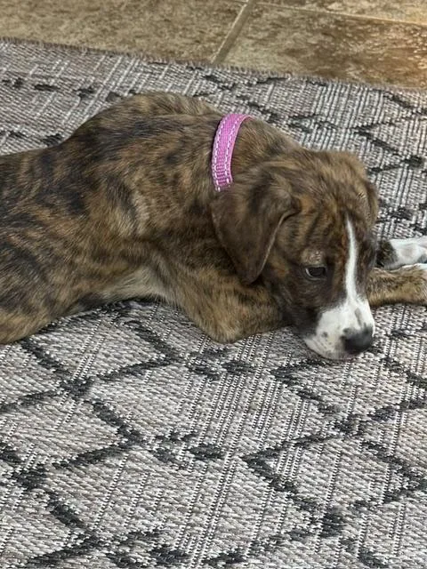 A baby medium-sized female Boxer dog named Rory Puzzle for adoption in Andover, MA