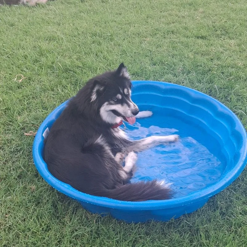 A young medium-sized female Husky dog named Sydney for adoption in Thousand Oaks, CA