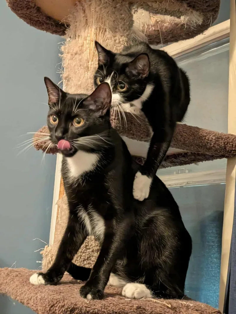 Noah And Wyle thumbnail 2