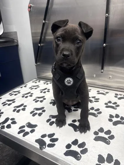A young small-sized male Labrador Retriever dog named B Monkey for adoption in North Charleston, SC
