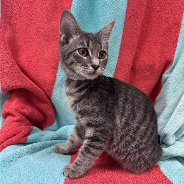 A baby small-sized male Gray / Blue / Silver Domestic Short Hair cat named Carter for adoption in Hawthorne, CA
