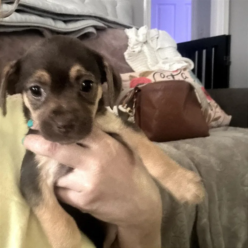 A baby small-sized female Brown / Chocolate Chihuahua dog named Arrinus for adoption in Fredericksburg, VA