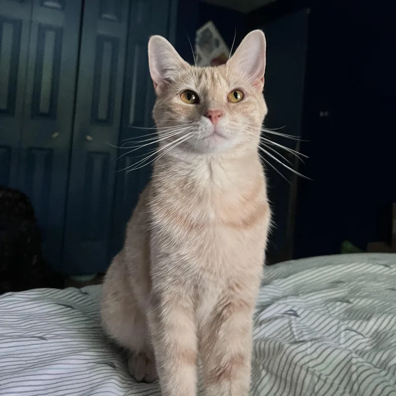 A young medium-sized female Orange / Red Tabby cat named Marigold for adoption in Wyandotte, MI
