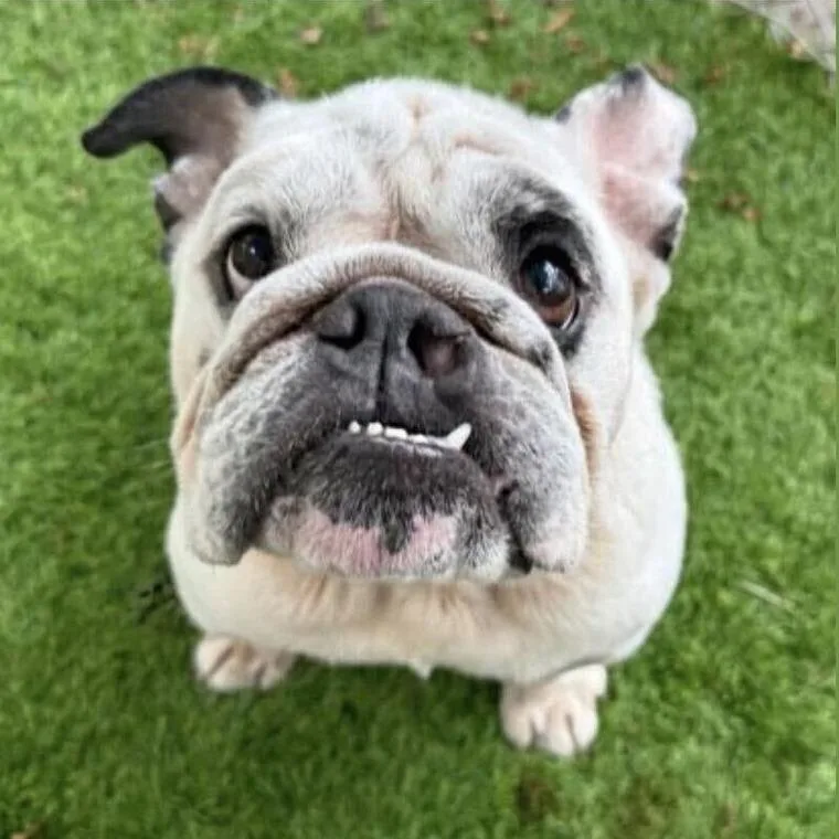 An adult large-sized male White / Cream English Bulldog dog named Dunkin for adoption in Turlock, CA