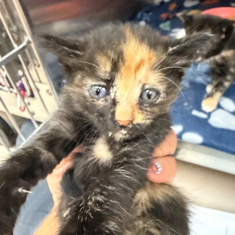 A baby small-sized female Black Domestic Short Hair cat named Rose for adoption in Newark, NJ
