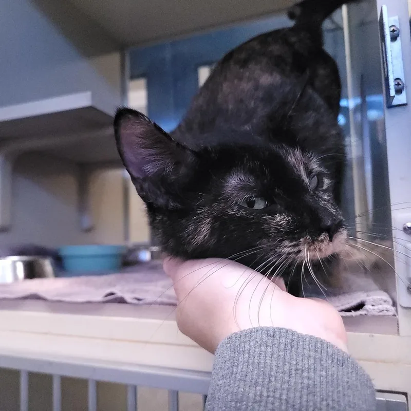 Hydrangea thumbnail 2