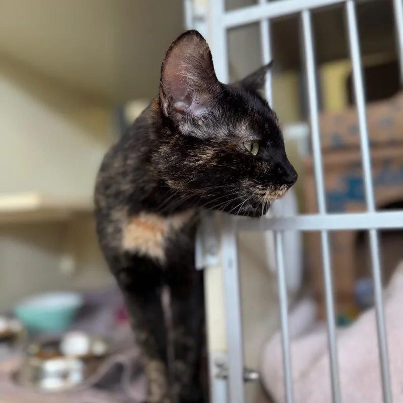 Hydrangea thumbnail 3