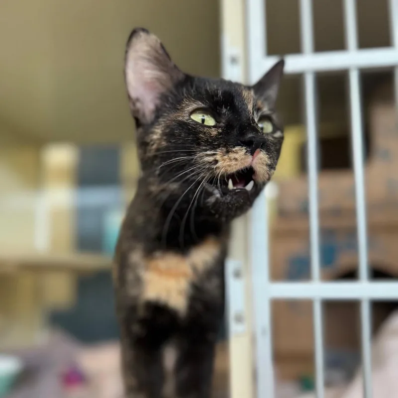 Hydrangea thumbnail 4