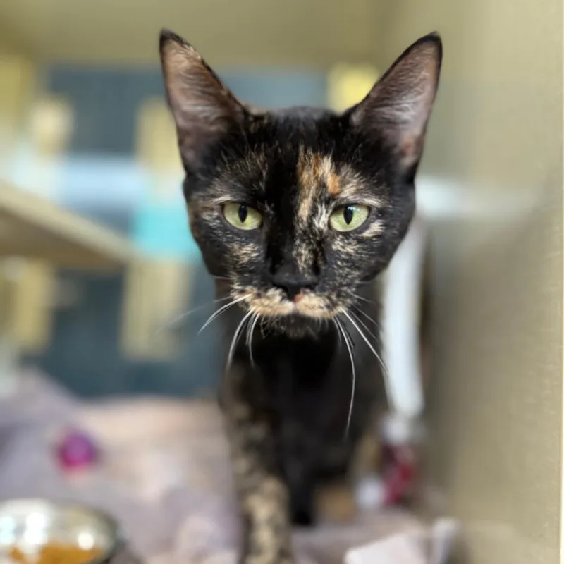 Hydrangea thumbnail 5