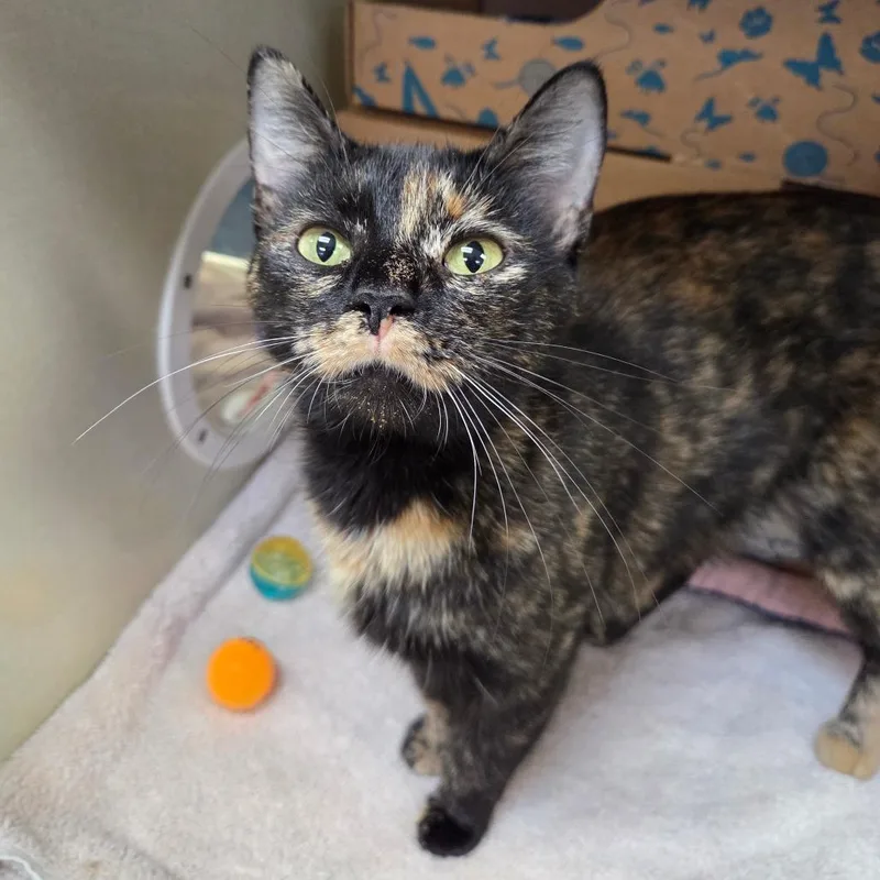 Hydrangea thumbnail 6