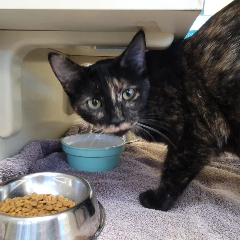 An adult medium-sized female Brown / Chocolate Domestic Short Hair cat named Hydrangea for adoption in West Olive, MI