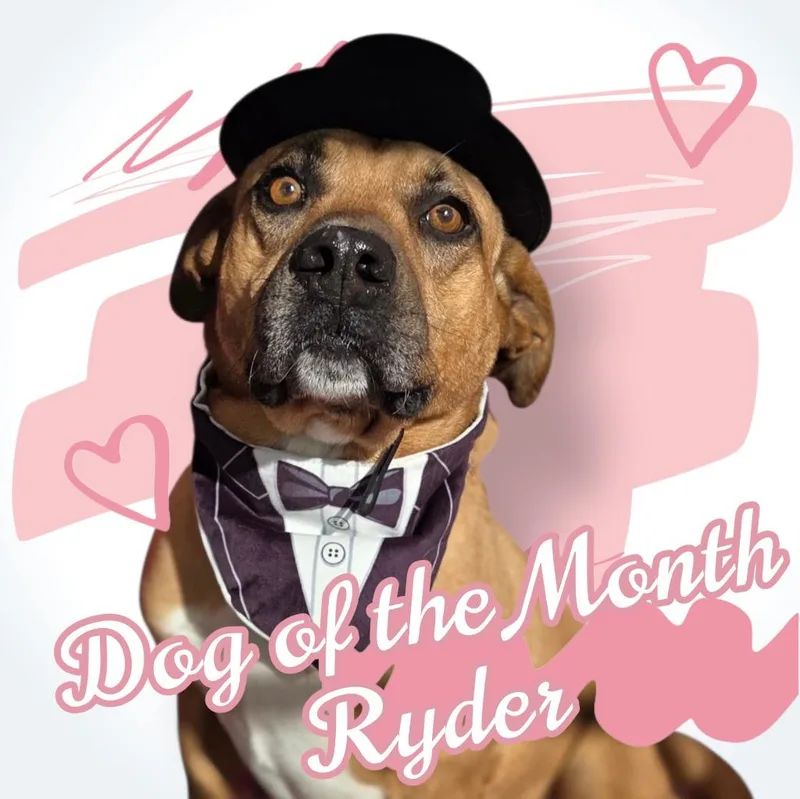 An adult medium-sized male Shepherd dog named Ryder for adoption in Elizabethton, TN