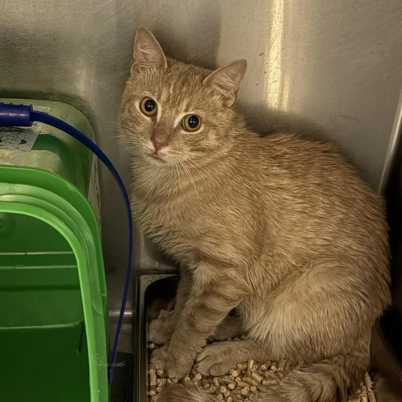 A young medium-sized male Buff / Tan / Fawn Domestic Short Hair cat named Leftovers for adoption in Windsor, VA