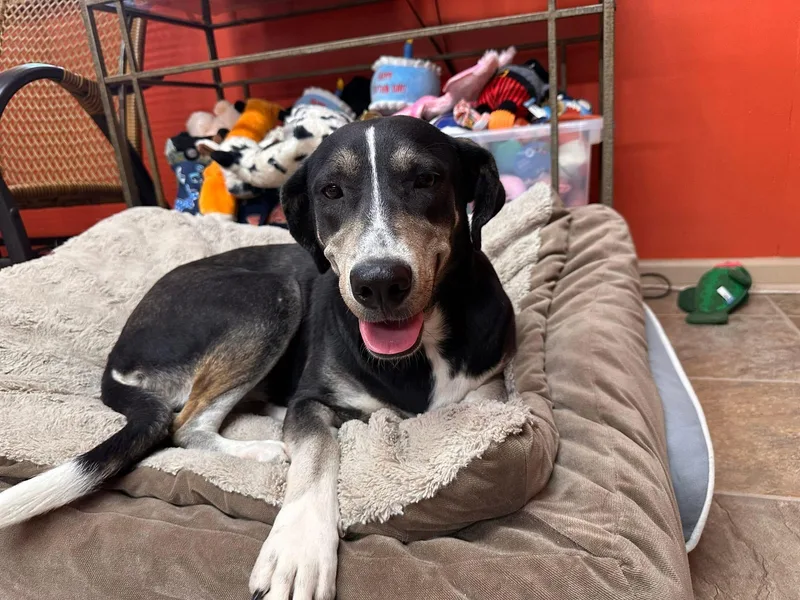 An adult medium-sized female Collie dog named Angel for adoption in Varnville, SC
