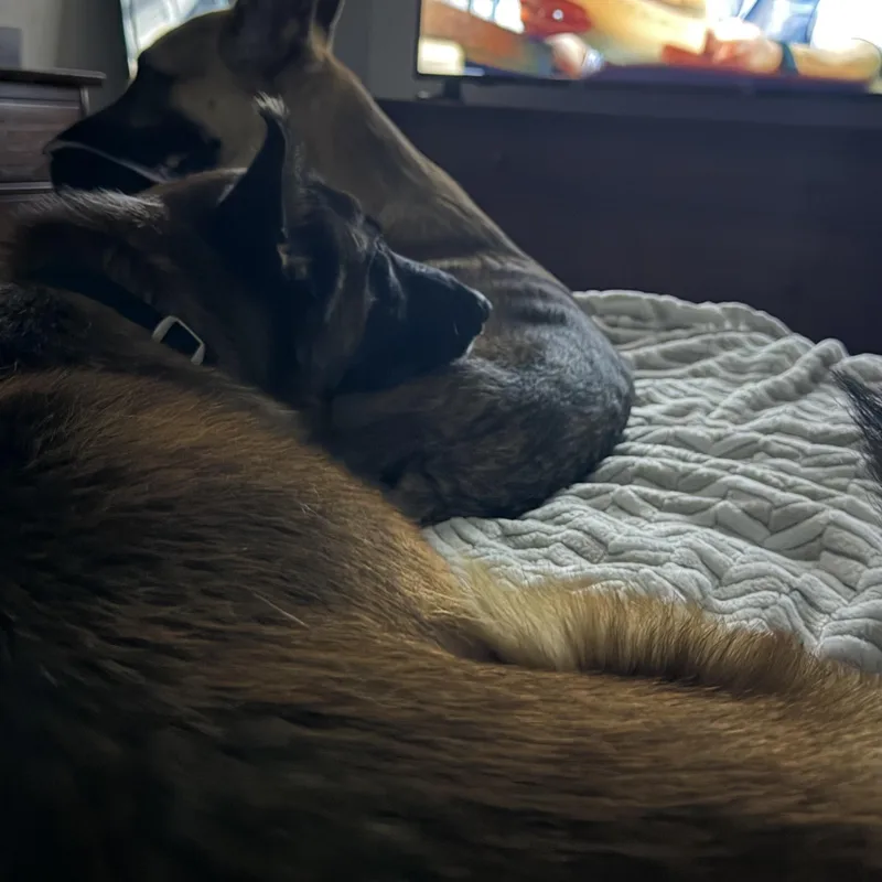An adult large-sized female German Shepherd Dog dog named Ember for adoption in Colleyville, TX