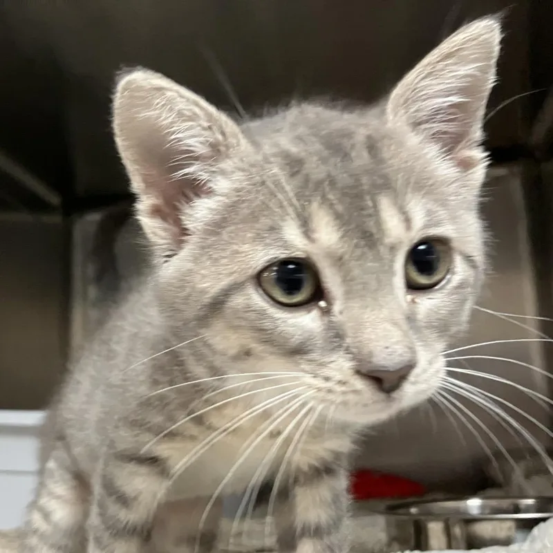 A baby small-sized female Gray / Blue / Silver Domestic Short Hair cat named Lucy for adoption in Lakeland, FL