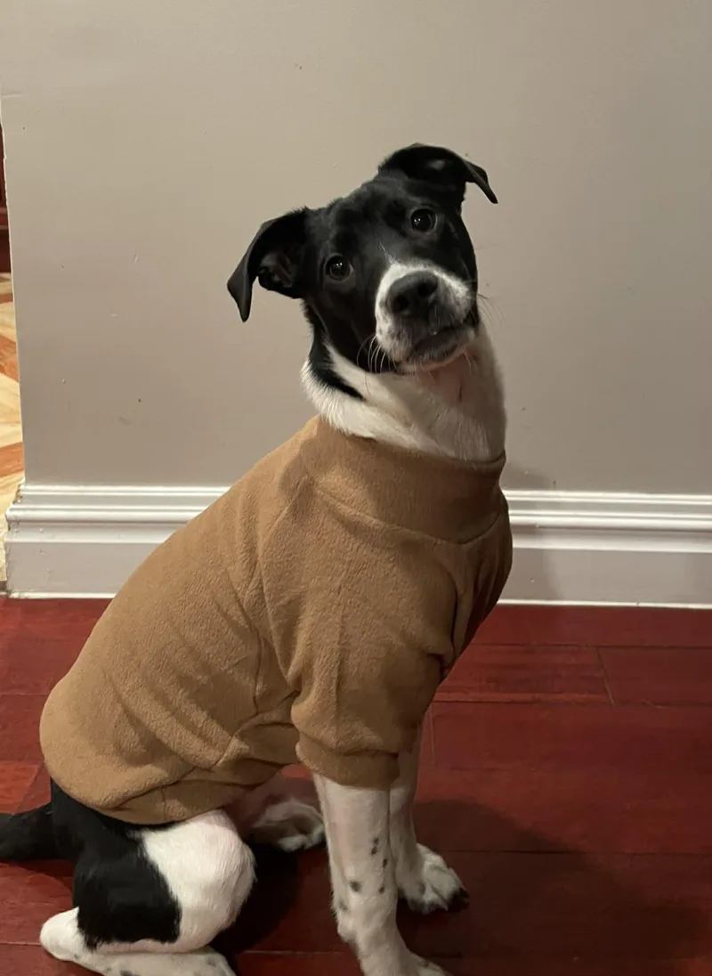 Ranger