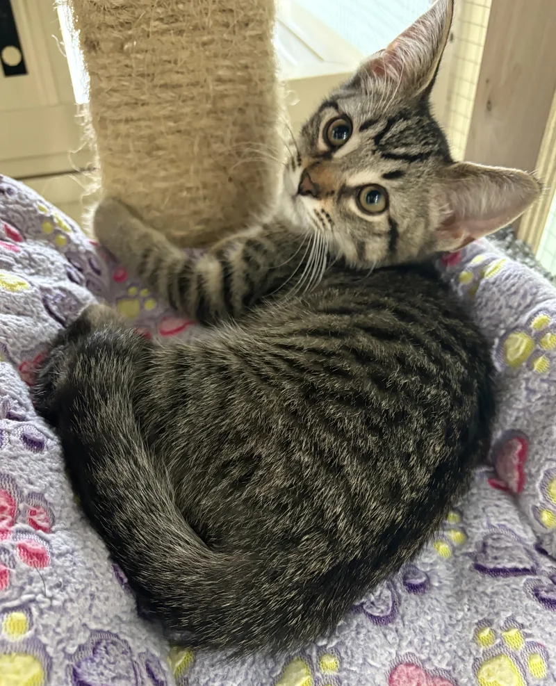 A baby medium-sized male Tabby (Brown / Chocolate) Domestic Short Hair cat named Firecracker for adoption in Toledo, OH
