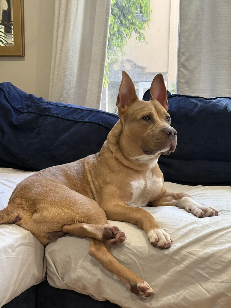 A young medium-sized male Yellow / Tan / Blond / Fawn Pit Bull Terrier dog named Oden for adoption in Cool, CA
