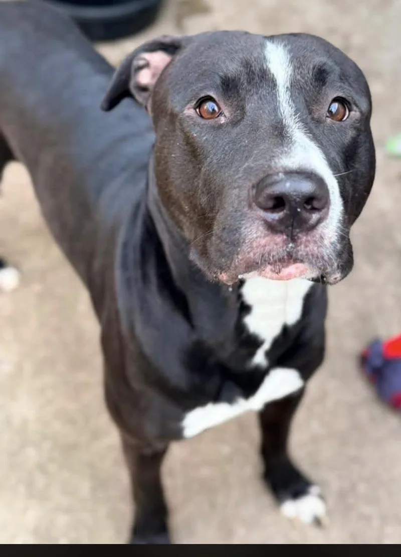 An adult medium-sized male Black Pit Bull Terrier dog named Davide for adoption in Chicago, IL