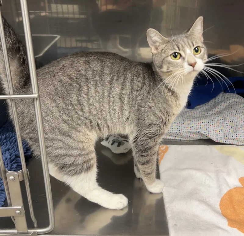 A young medium-sized female Tabby (Gray / Blue / Silver) Domestic Short Hair cat named Hilti for adoption in Montville, NJ