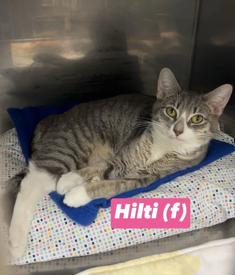 Hilti thumbnail 2